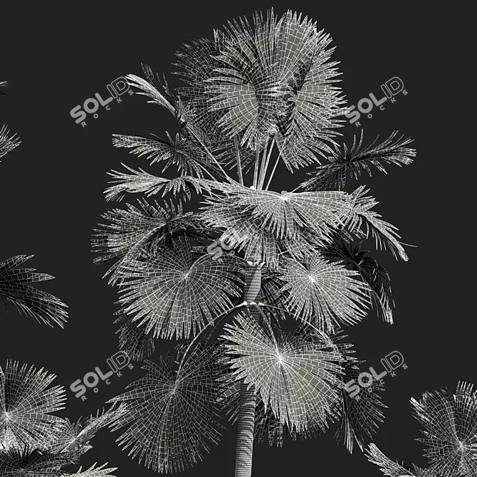 Detailed Saribus Rotundifolius 3D Models 3D model image 5