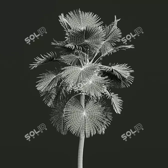Detailed Saribus Rotundifolius Palm Model 3D model image 4