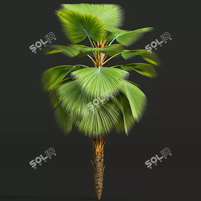 Fiji Fan Palm 3D Model 3D model image 2