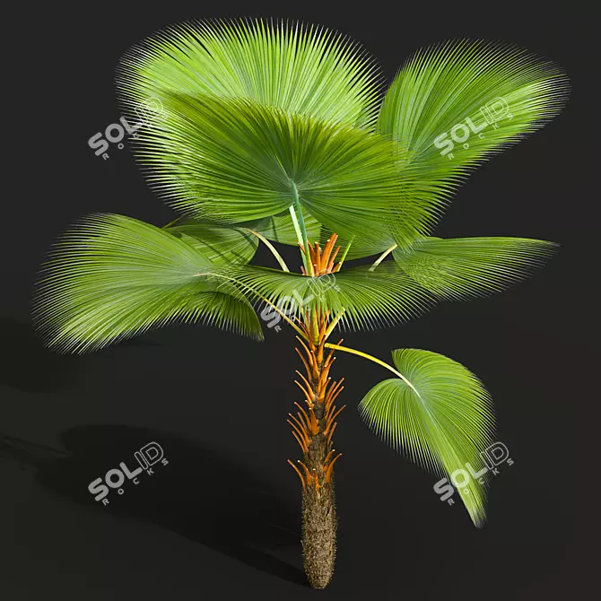 Fiji Fan Palm 3D Model 3D model image 3