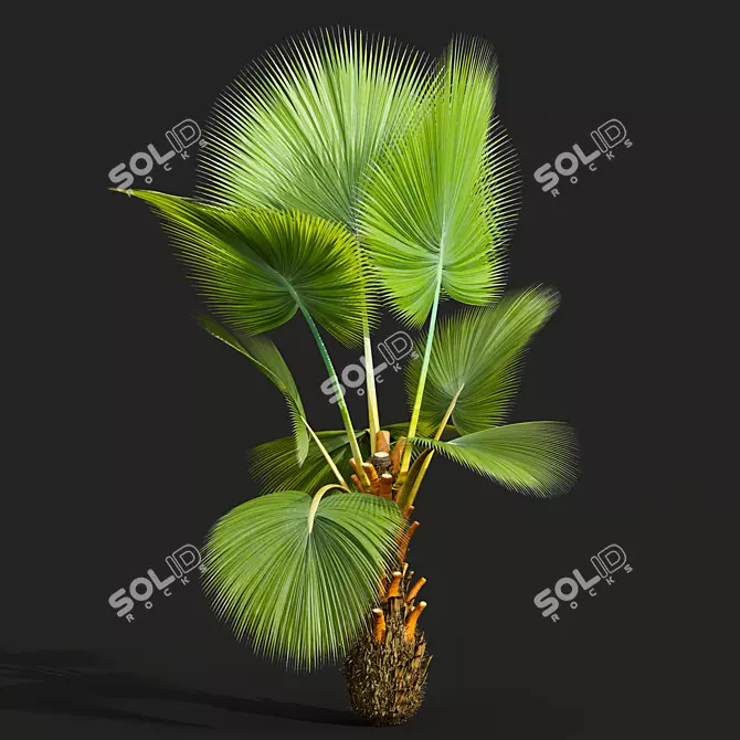 Fiji Fan Palm 3D Model 3D model image 4