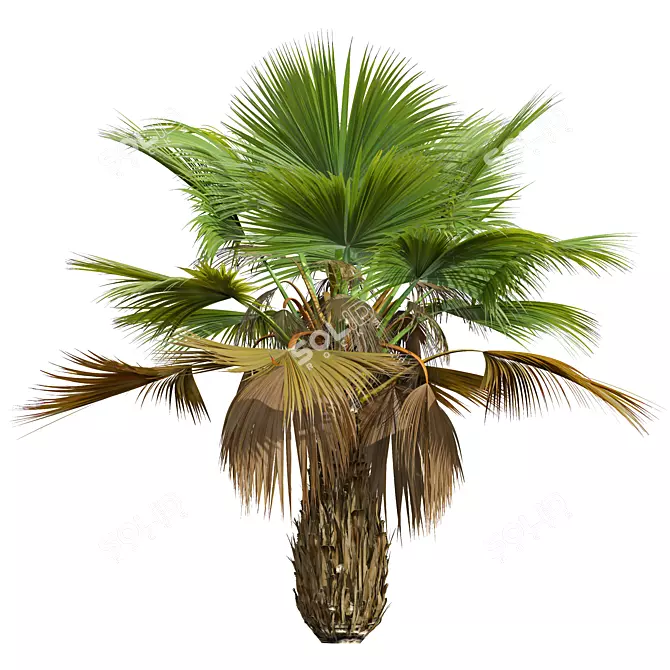 Detailed Pritchardia Pacifica Small Plant 3D model image 3