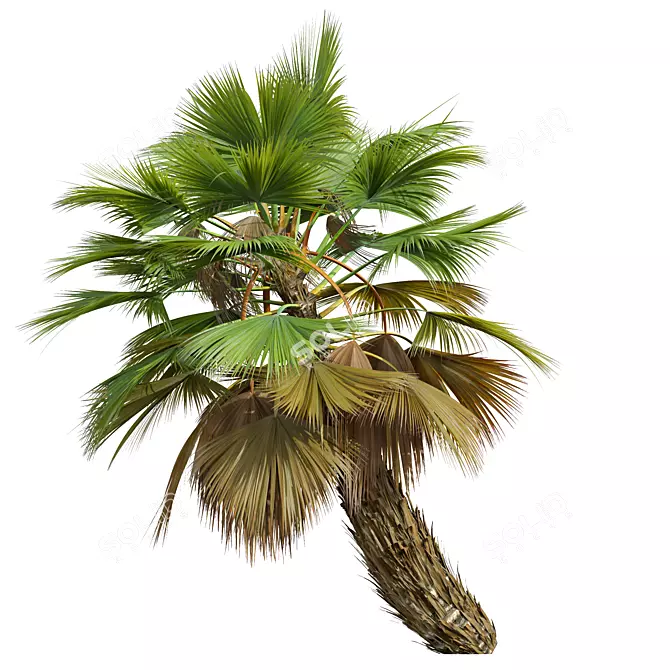 Detailed Pritchardia Pacifica Small Plant 3D model image 4