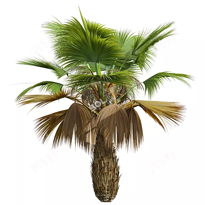 Detailed Pritchardia Pacifica Small Plant 3D model image 5