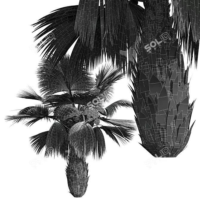 Detailed Pritchardia Pacifica Small Plant 3D model image 6