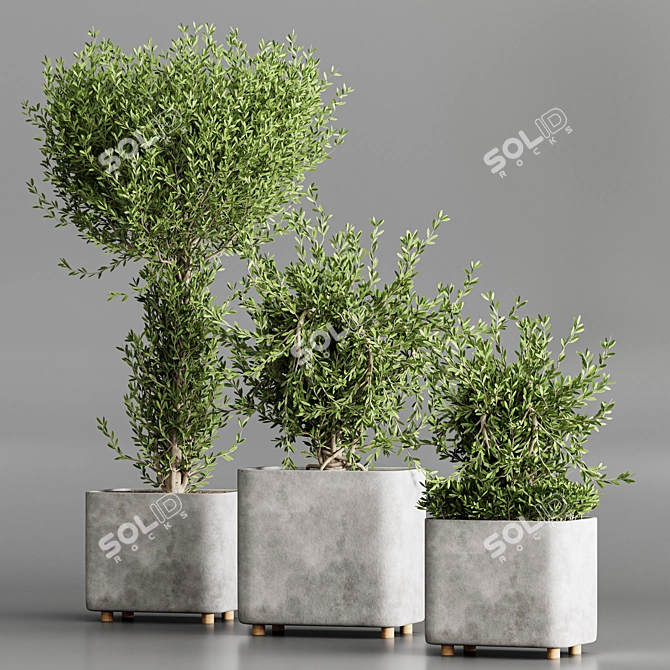 Modern Indoor Plant Collection Set 3D model image 2