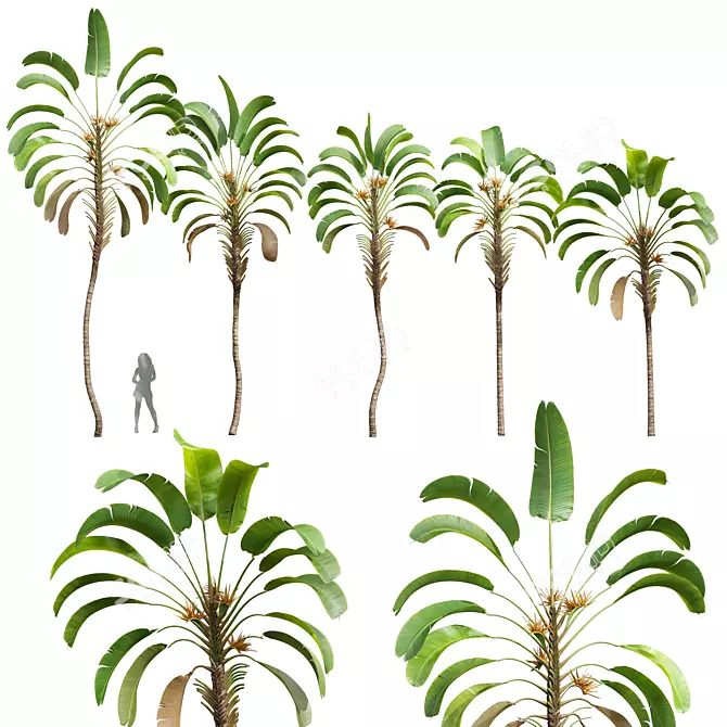 Giant White Bird of Paradise 3D model image 1