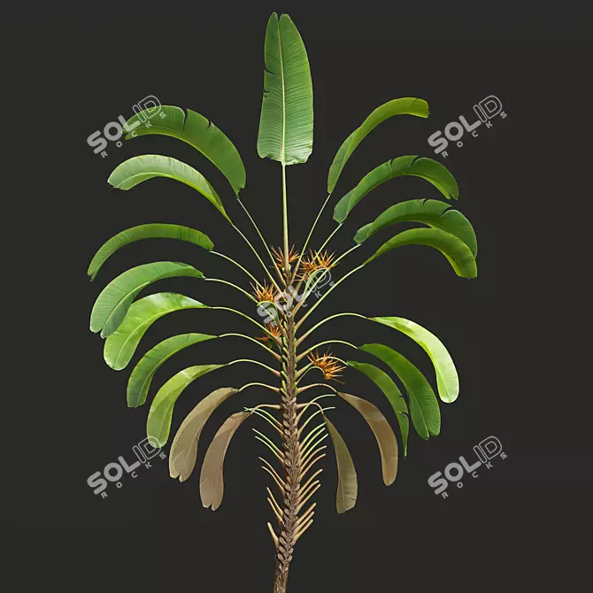 Giant White Bird of Paradise 3D model image 2