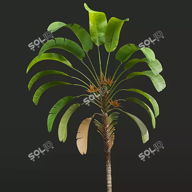 Giant White Bird of Paradise 3D model image 3