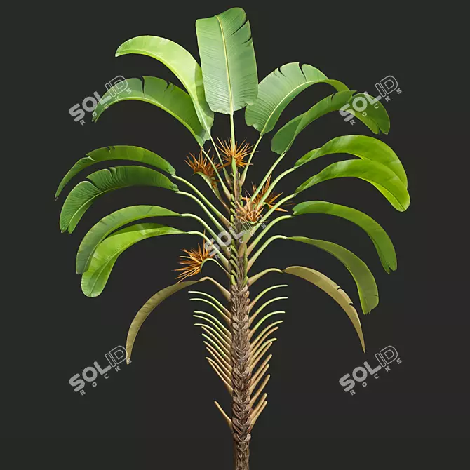 Giant White Bird of Paradise 3D model image 4