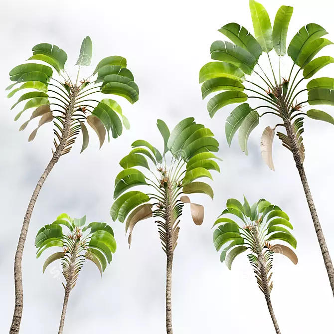 Giant White Bird of Paradise 3D model image 5