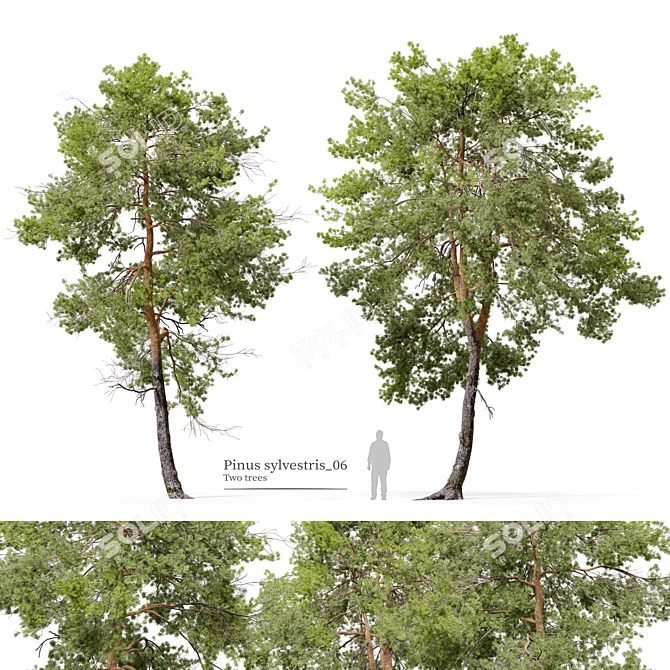 Scots Pine Tree 3D Model 3D model image 1
