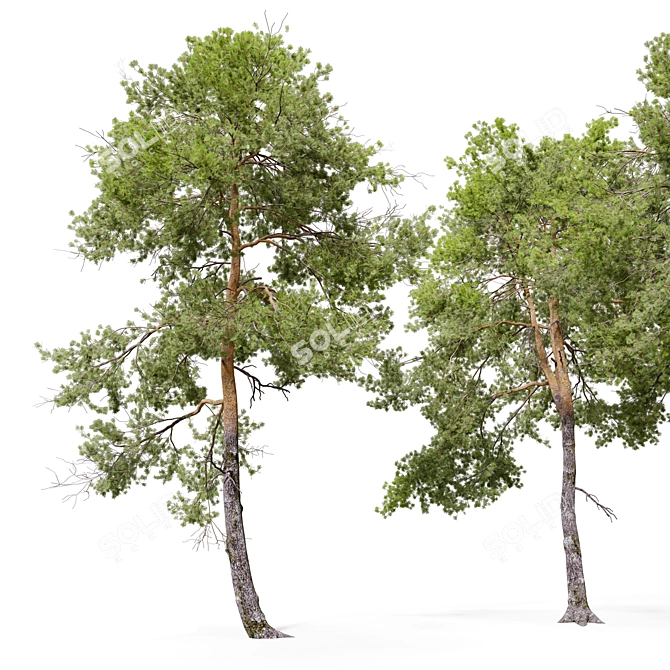 Scots Pine Tree 3D Model 3D model image 2
