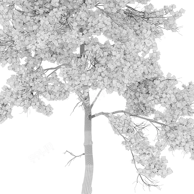 Scots Pine Tree 3D Model 3D model image 6