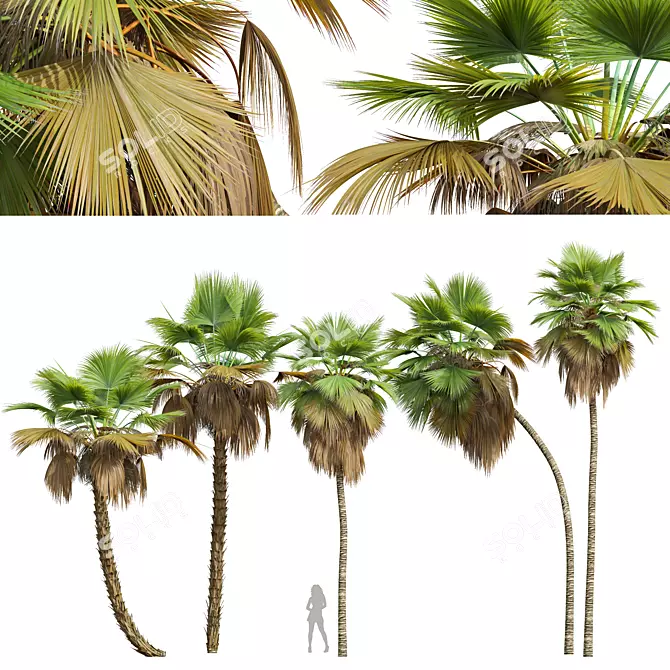 Exquisite Pritchardia Pacifica Plant 3D 3D model image 1