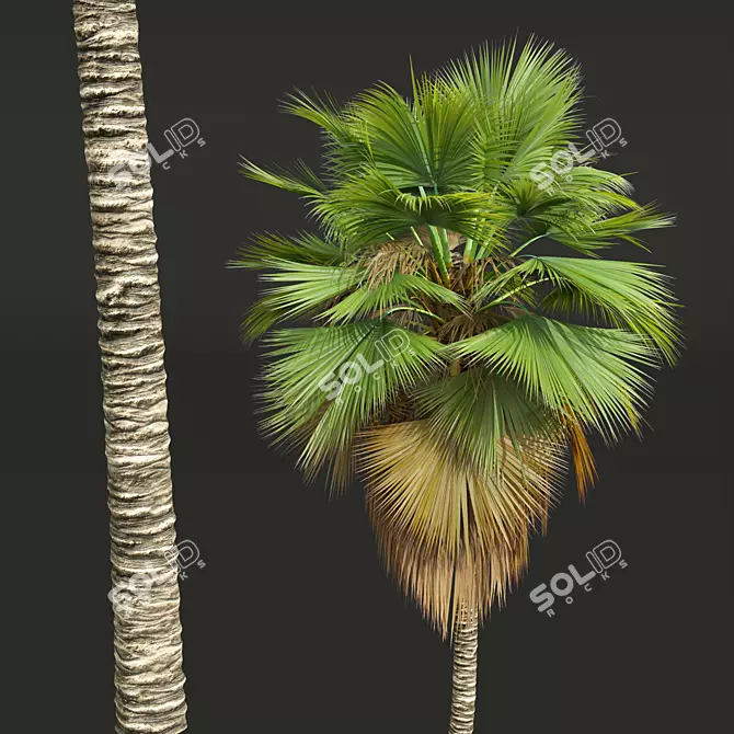 Exquisite Pritchardia Pacifica Plant 3D 3D model image 2