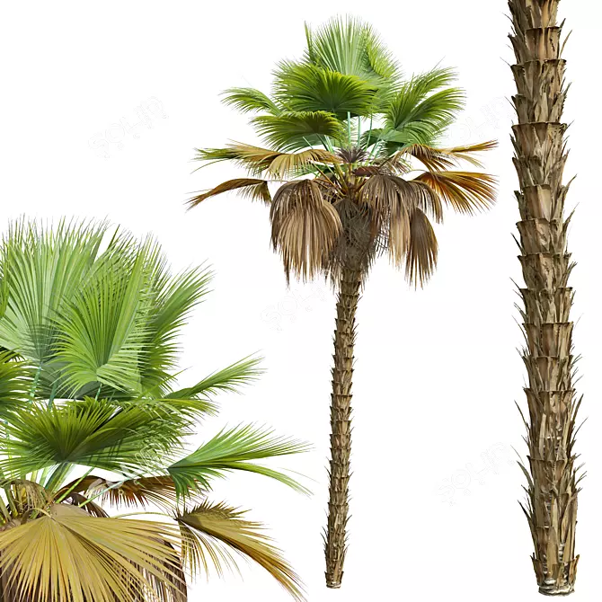 Exquisite Pritchardia Pacifica Plant 3D 3D model image 3