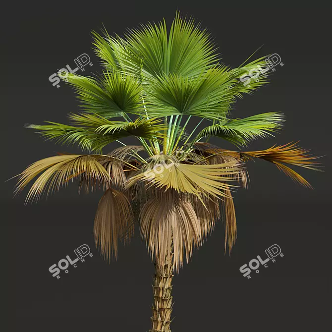 Exquisite Pritchardia Pacifica Plant 3D 3D model image 4