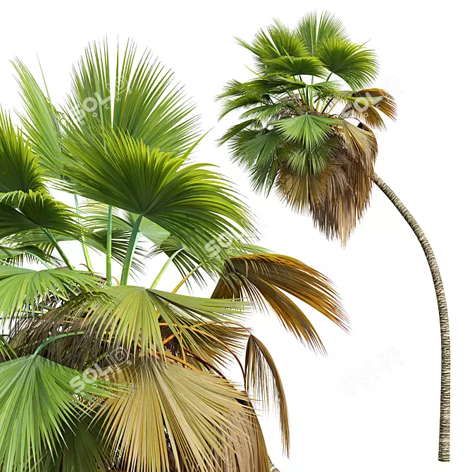 Exquisite Pritchardia Pacifica Plant 3D 3D model image 5