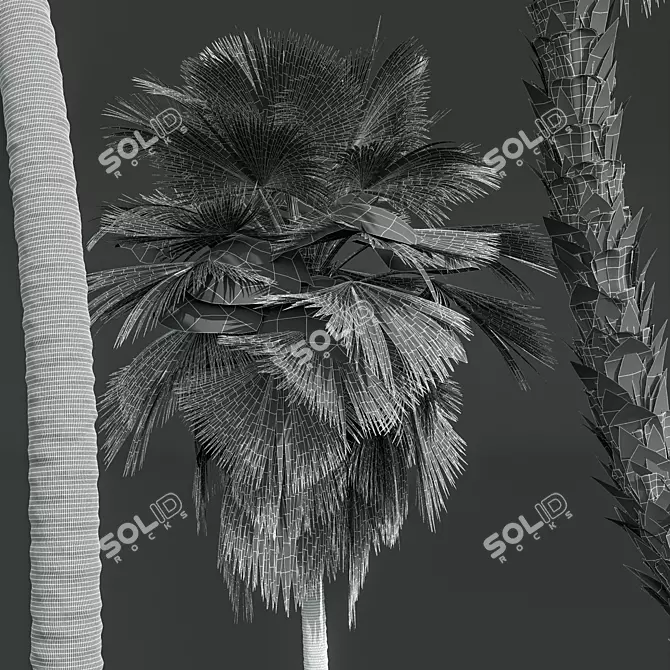 Exquisite Pritchardia Pacifica Plant 3D 3D model image 6