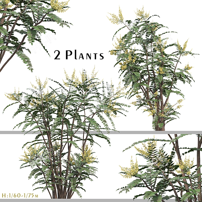 Mahonia Media Plant Pair-Enlivens Gardens 3D model image 1