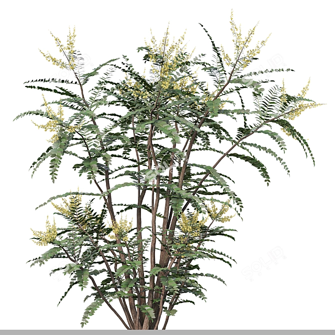 Mahonia Media Plant Pair-Enlivens Gardens 3D model image 2