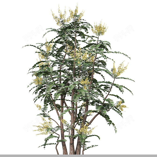 Mahonia Media Plant Pair-Enlivens Gardens 3D model image 3