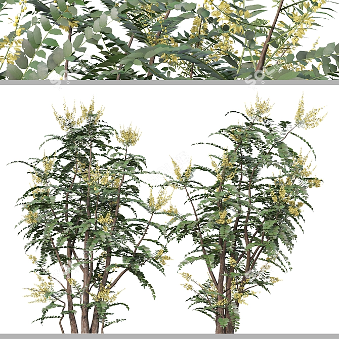 Mahonia Media Plant Pair-Enlivens Gardens 3D model image 5