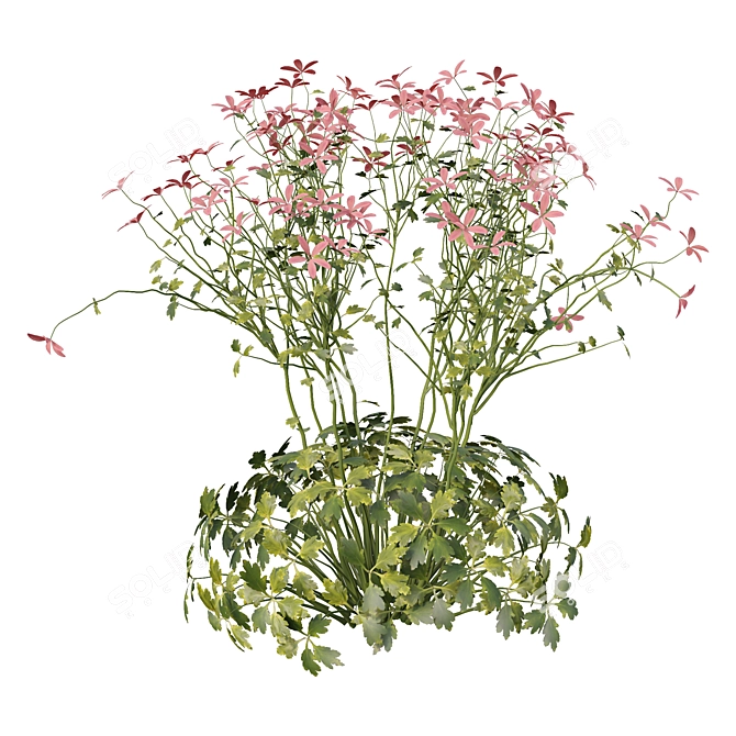  Canary Island Geranium Palmatum Collection 3D model image 4