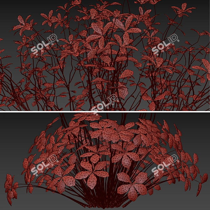  Canary Island Geranium Palmatum Collection 3D model image 7