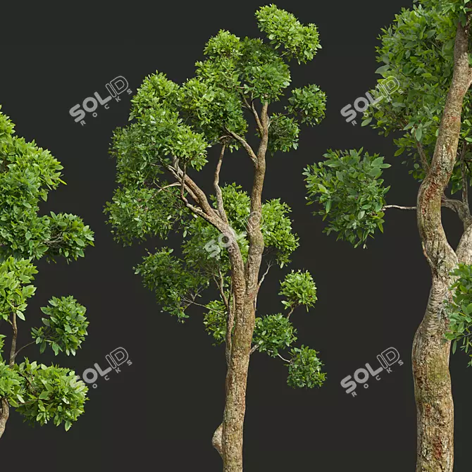 Title: Camphor Tree 3D Decor Model 3D model image 3