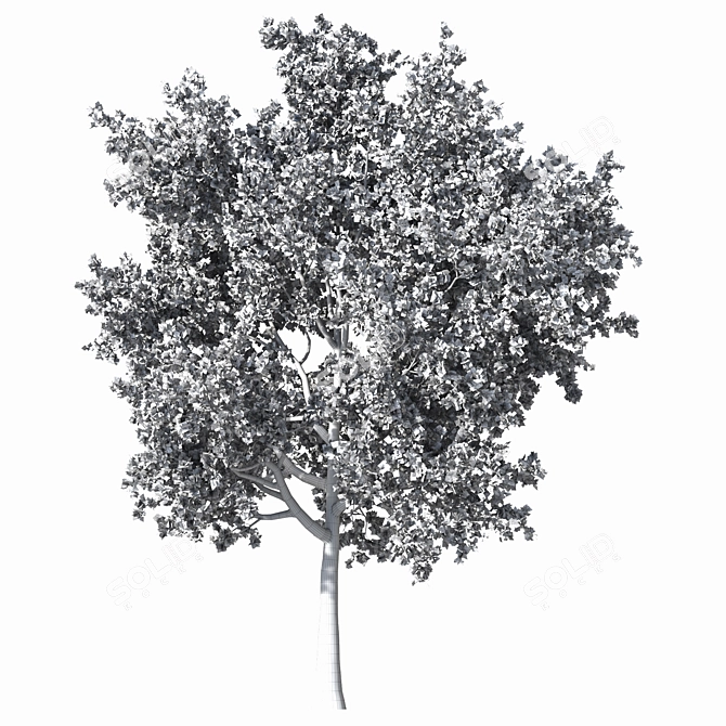  Detailed Speed Tree Vray Corona 3D model image 3