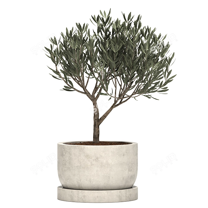 Vray-Rendered Ramin Tree Model 3D model image 3