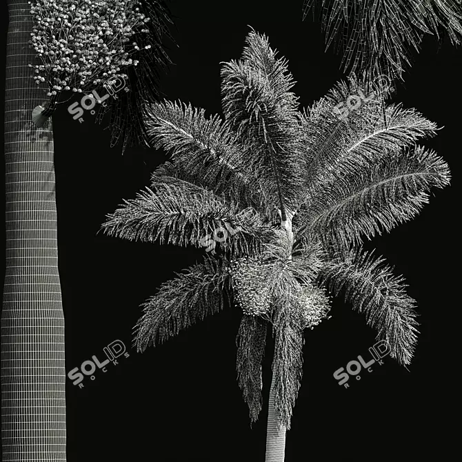 Royal Palm Plant 3D Models 3D model image 4
