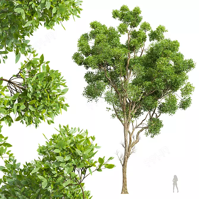 Detailed Cinnamomum Camphora Tree 3D model image 1