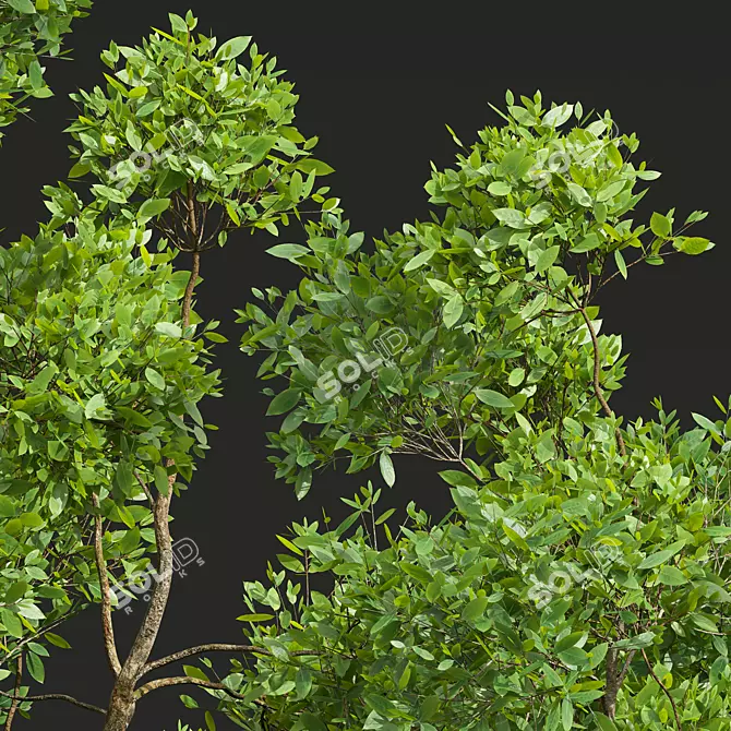 Detailed Cinnamomum Camphora Tree 3D model image 2