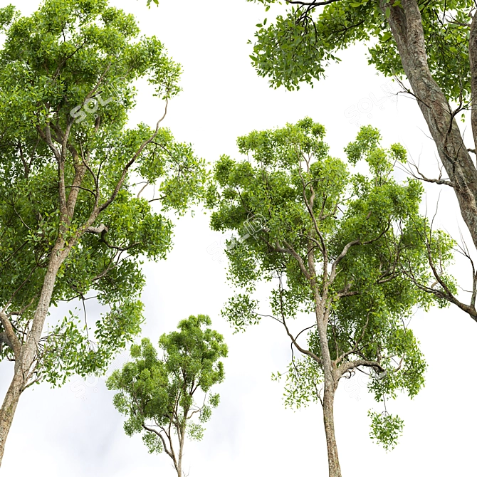 Detailed Cinnamomum Camphora Tree 3D model image 3