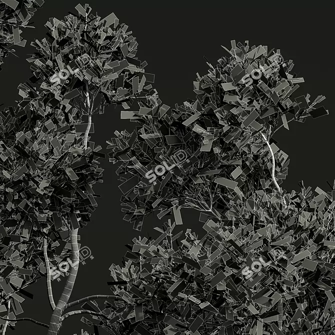 Detailed Cinnamomum Camphora Tree 3D model image 4