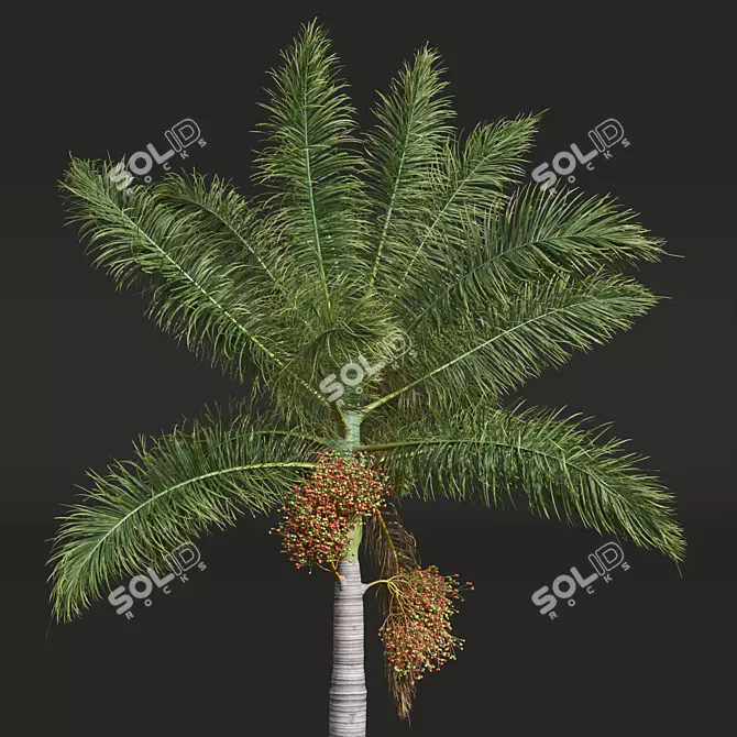 Royal Palm 3D Plant Model 3D model image 2