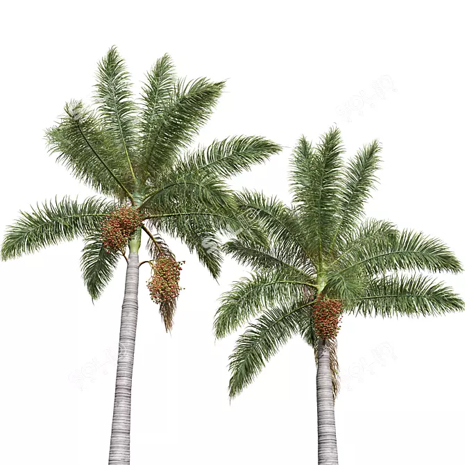 Royal Palm 3D Plant Model 3D model image 3