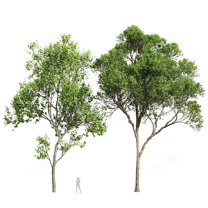 Smooth Summer Tree 3D Models 3D model image 1