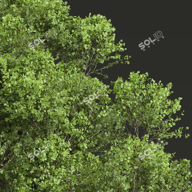 Smooth Summer Tree 3D Models 3D model image 2