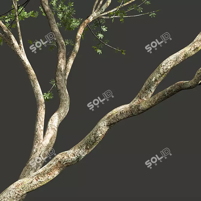 Smooth Summer Tree 3D Models 3D model image 4