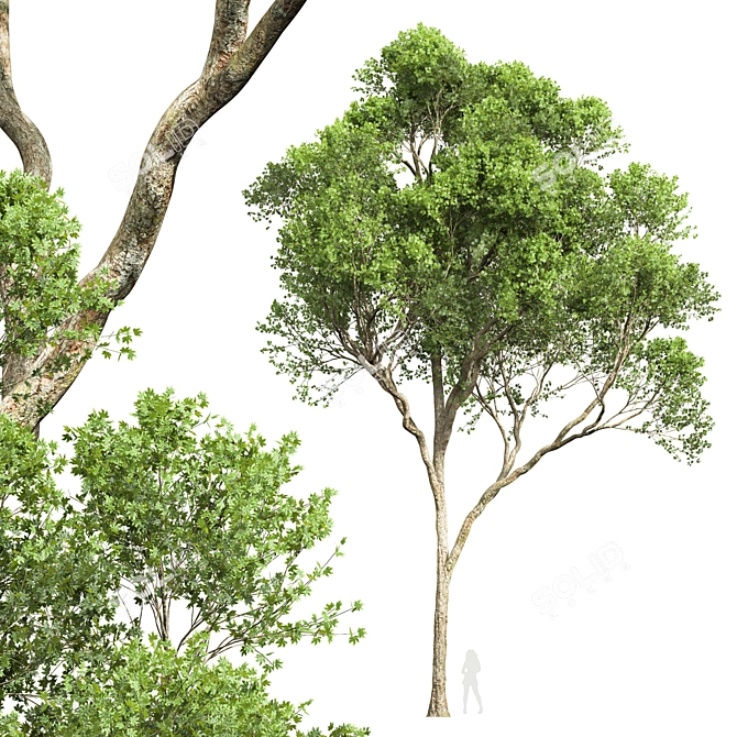 Smooth Summer Tree 3D Models 3D model image 5