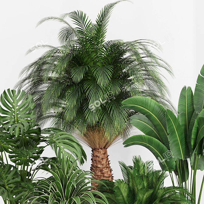 Tropical Plants 3D Models Set 3D model image 2