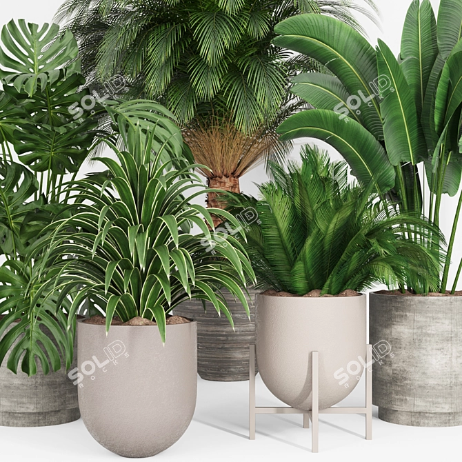 Tropical Plants 3D Models Set 3D model image 3