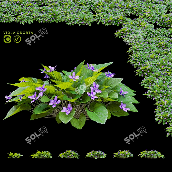 Fragrant Viola Bushes Bundle 3D model image 1