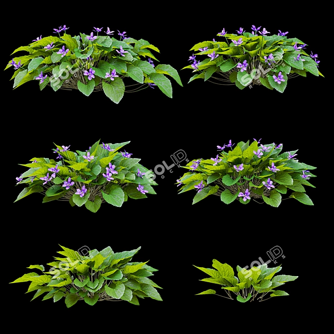 Fragrant Viola Bushes Bundle 3D model image 2