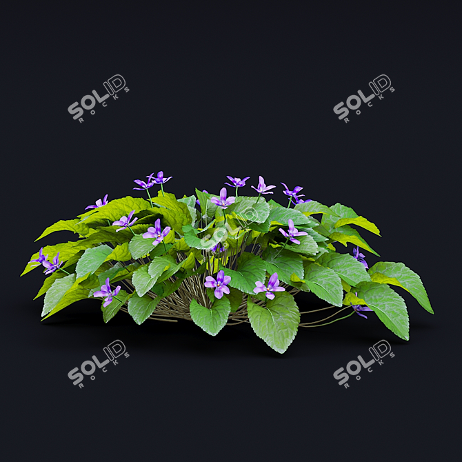 Fragrant Viola Bushes Bundle 3D model image 5