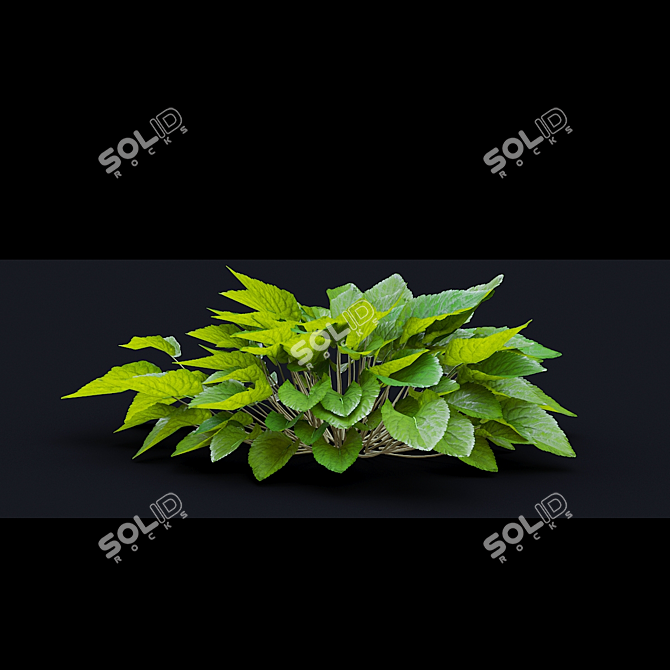 Fragrant Viola Bushes Bundle 3D model image 6